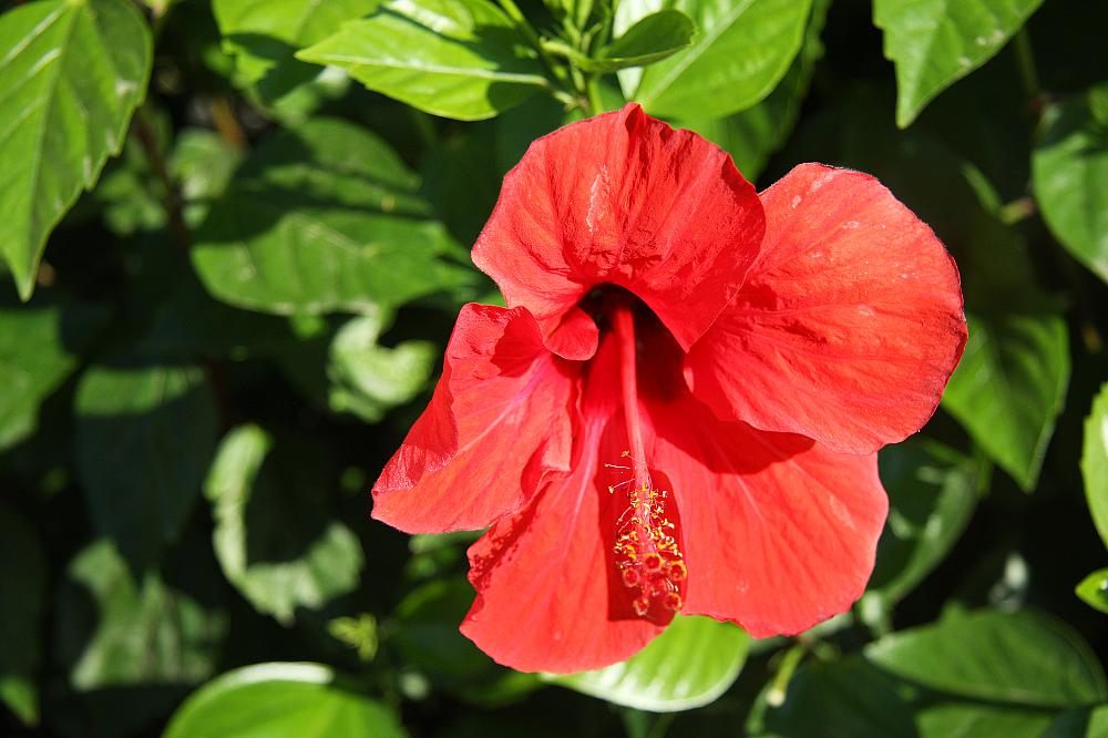 rouge orangé