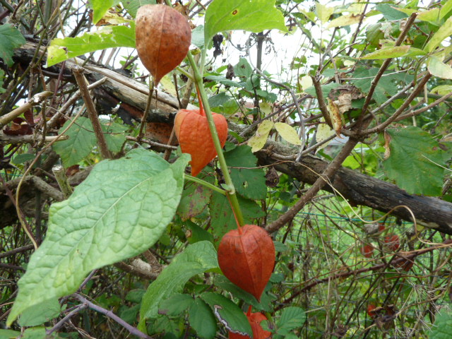 rouge (ou orange)