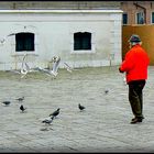 Rouge pour le pigeons et le lundi 