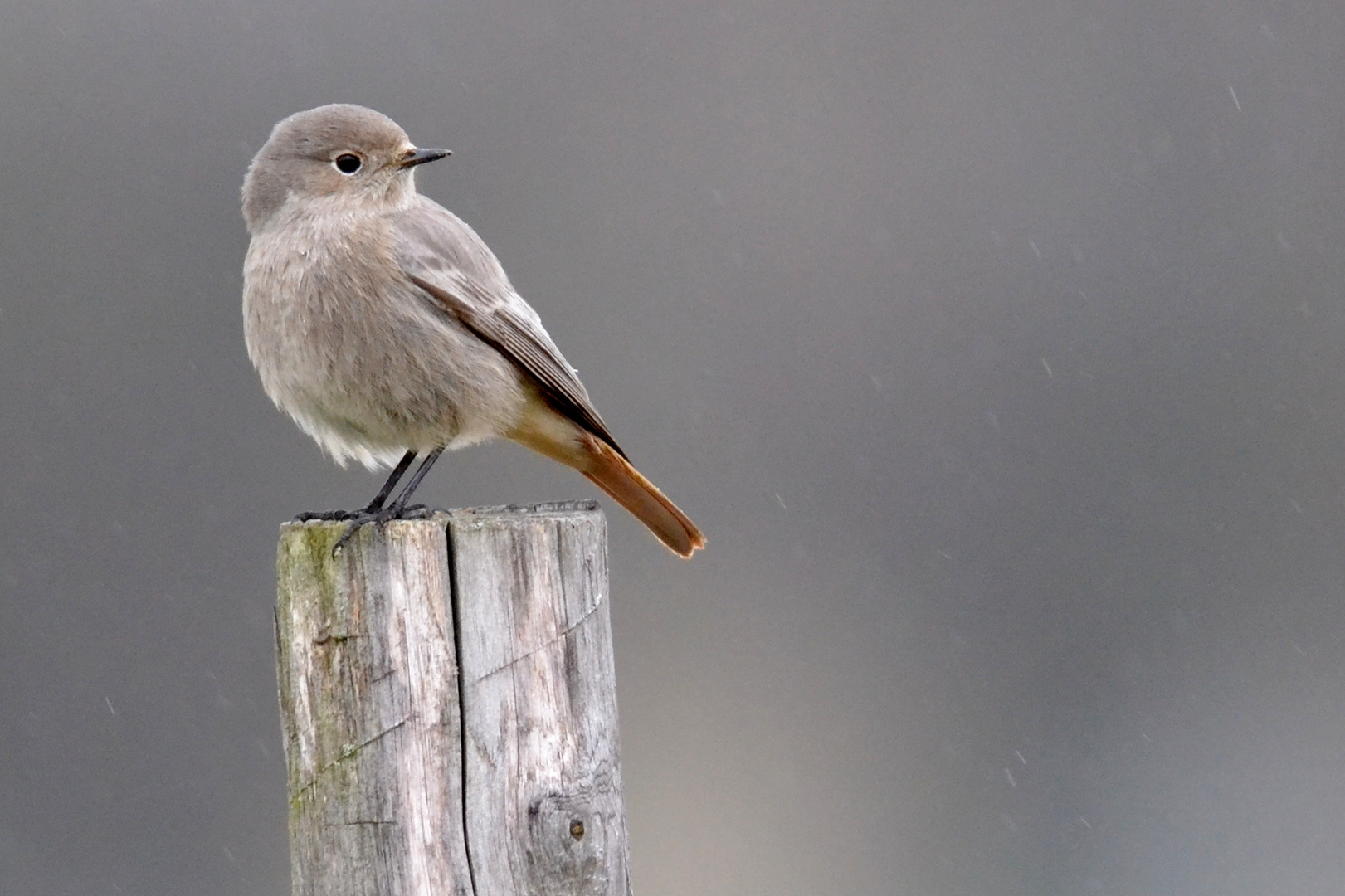 rouge-queue femelle sous la pluie