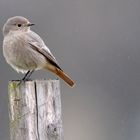 rouge-queue femelle sous la pluie