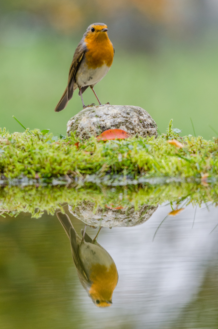 rouge reflet