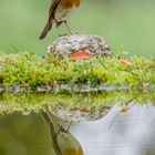 rouge reflet