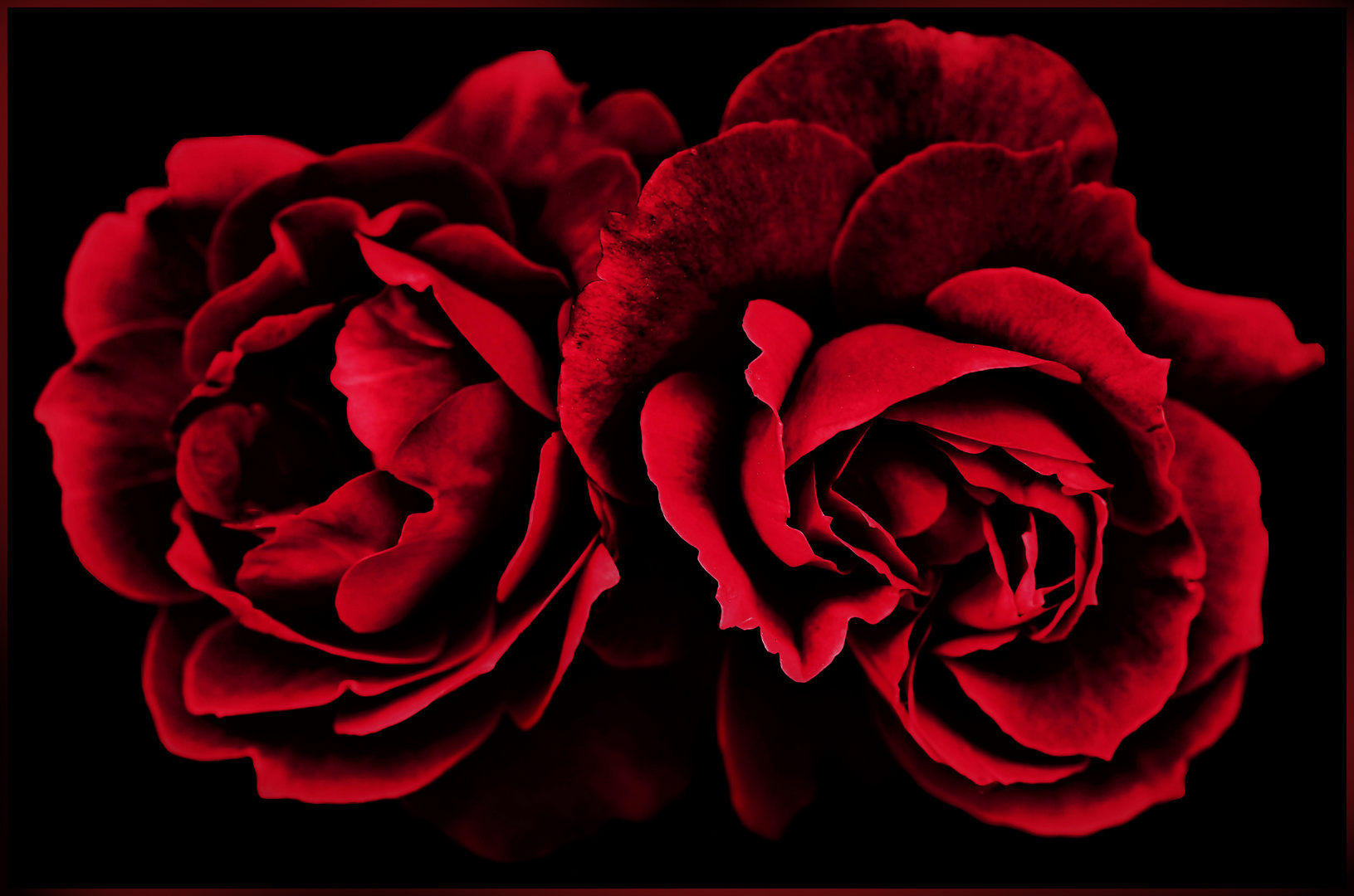 rouge sang et rouge baiser de deux roses... Foto Immagini italy
