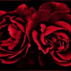  rouge sang et rouge  baiser de deux roses...