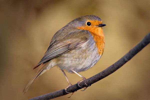 Rouge sur fond rouge