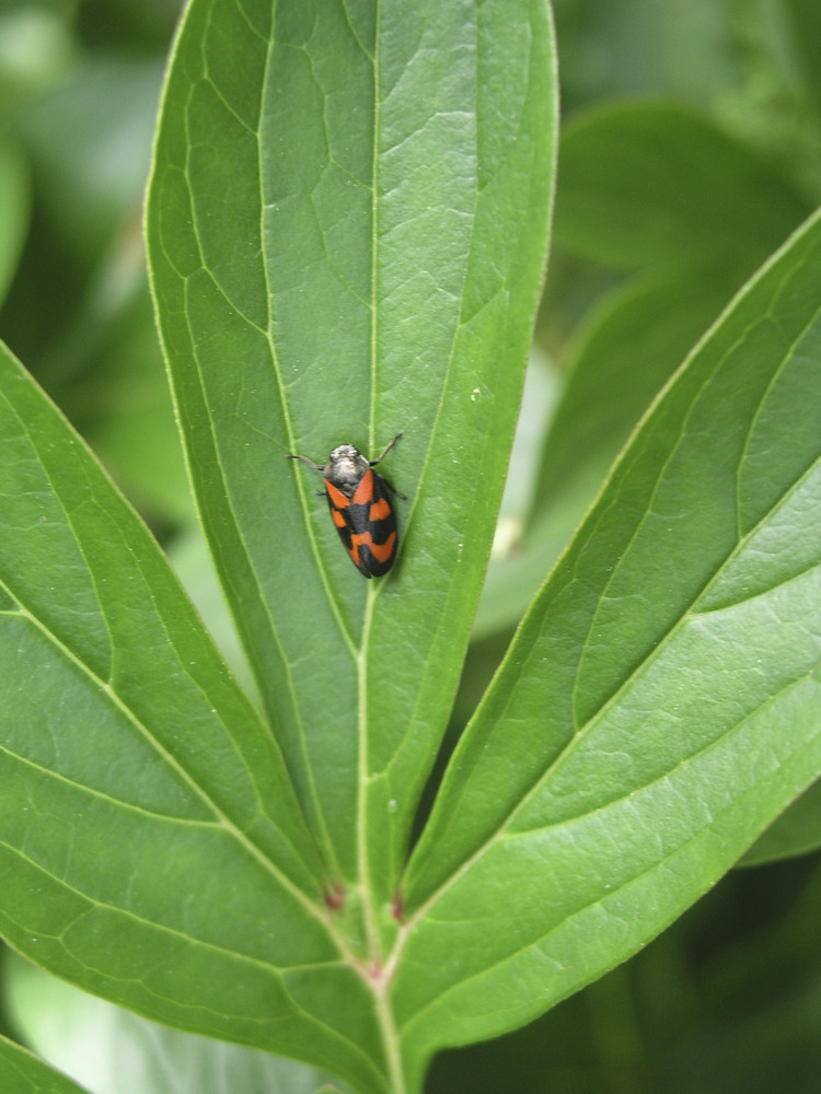 Rouge sur vert