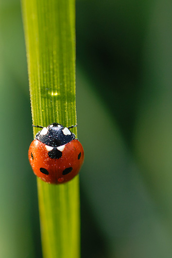 Rouge sur vert