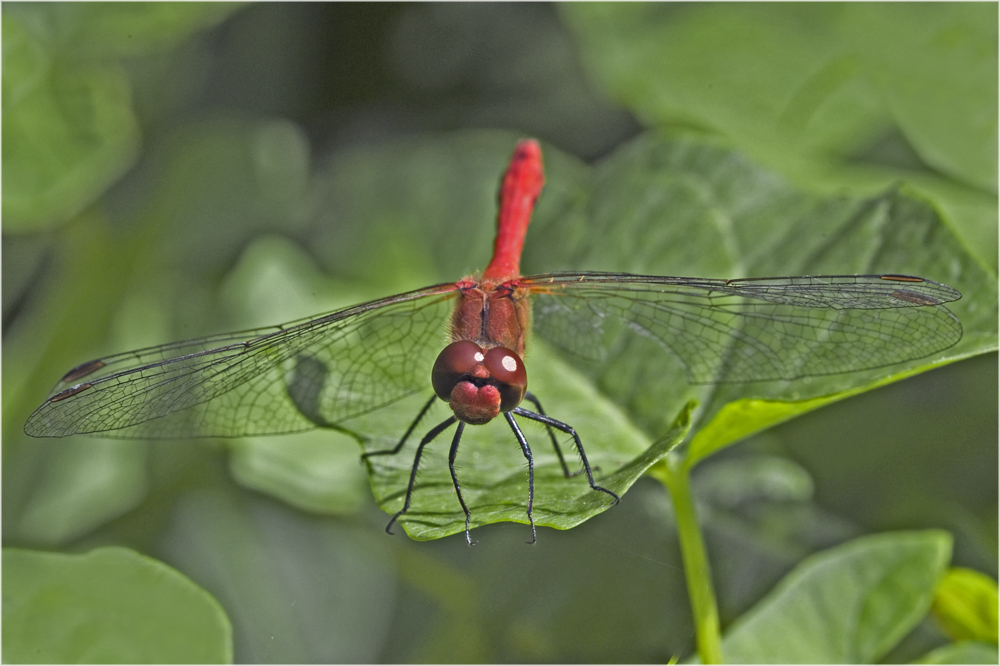 Rouge sur vert