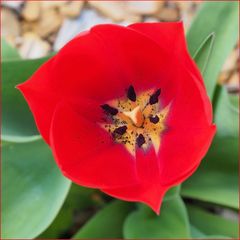 Rouge tulipe