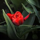 Rouge tulipe