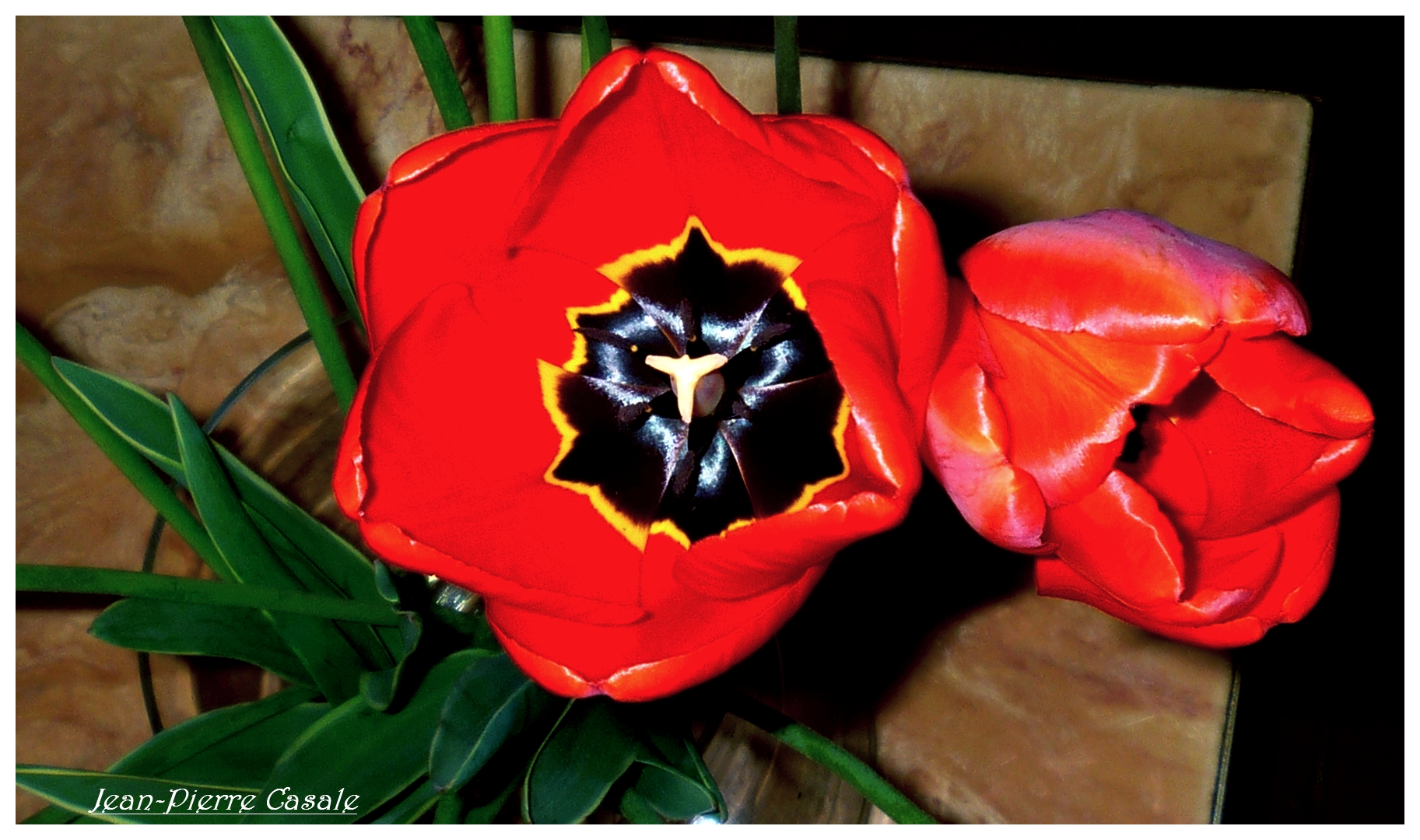 rouge tulipe