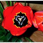 rouge tulipe