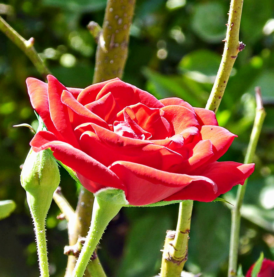 rouge velouté