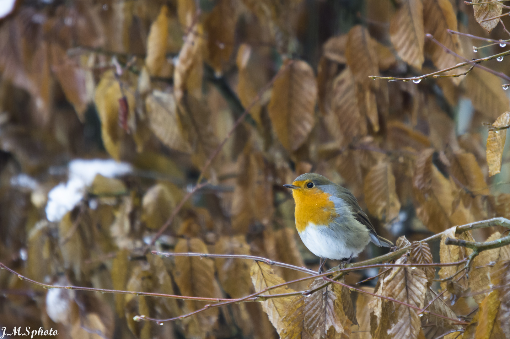 Rougegorge familier Erithacus rubecula