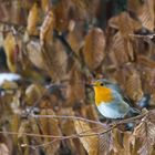 Rougegorge familier Erithacus rubecula