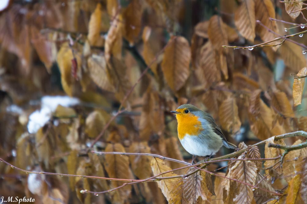 Rougegorge familier Erithacus rubecula