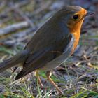 Rougegorge familier (Erithacus rubecula) - European Robin