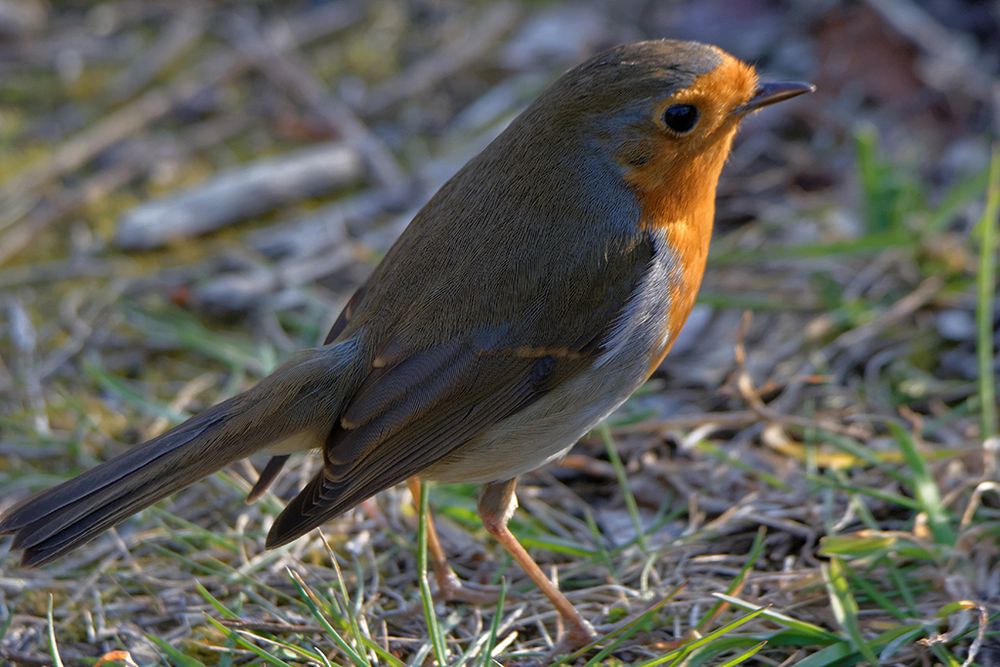 Rougegorge familier (Erithacus rubecula) - European Robin