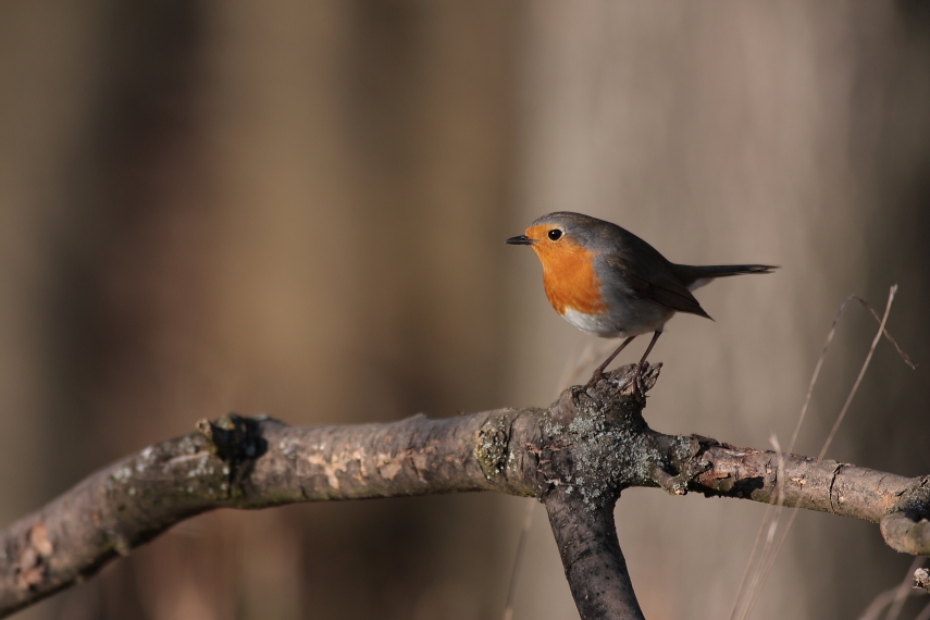 Rougegorge Familier (Erithacus rubecula pour les intimes)