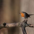 Rougegorge Familier (Erithacus rubecula pour les intimes)