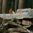 Rougegorge sur un cageot de Melon "Le Rouge Gorge"