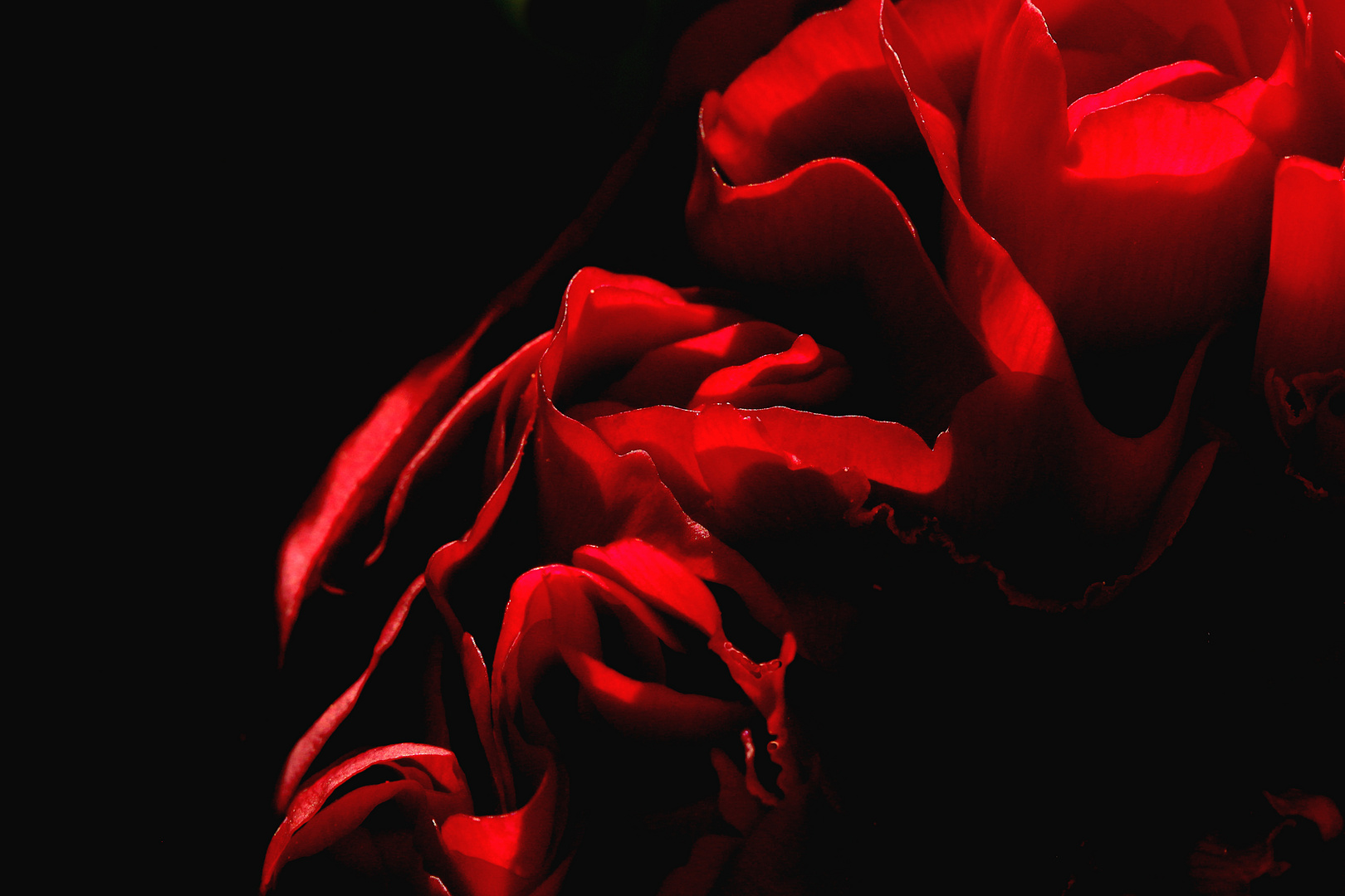 Rouge...pivoine