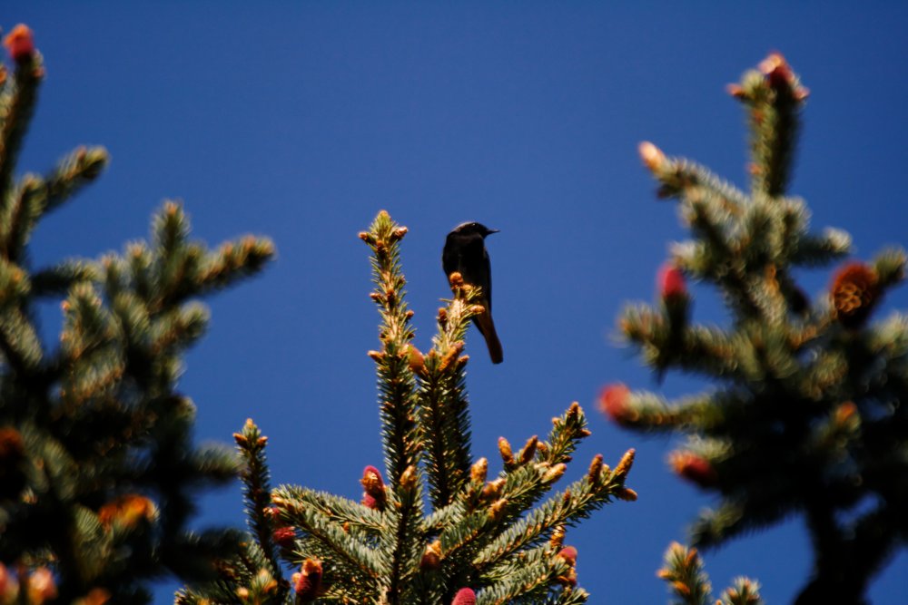 Rougequeue noir (Phoenicurus ochruros)