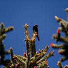 Rougequeue noir (Phoenicurus ochruros)