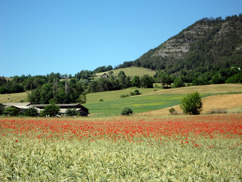 rouges, comme ces coquelicots que la terre nous donne ....