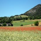 rouges, comme ces coquelicots que la terre nous donne ....