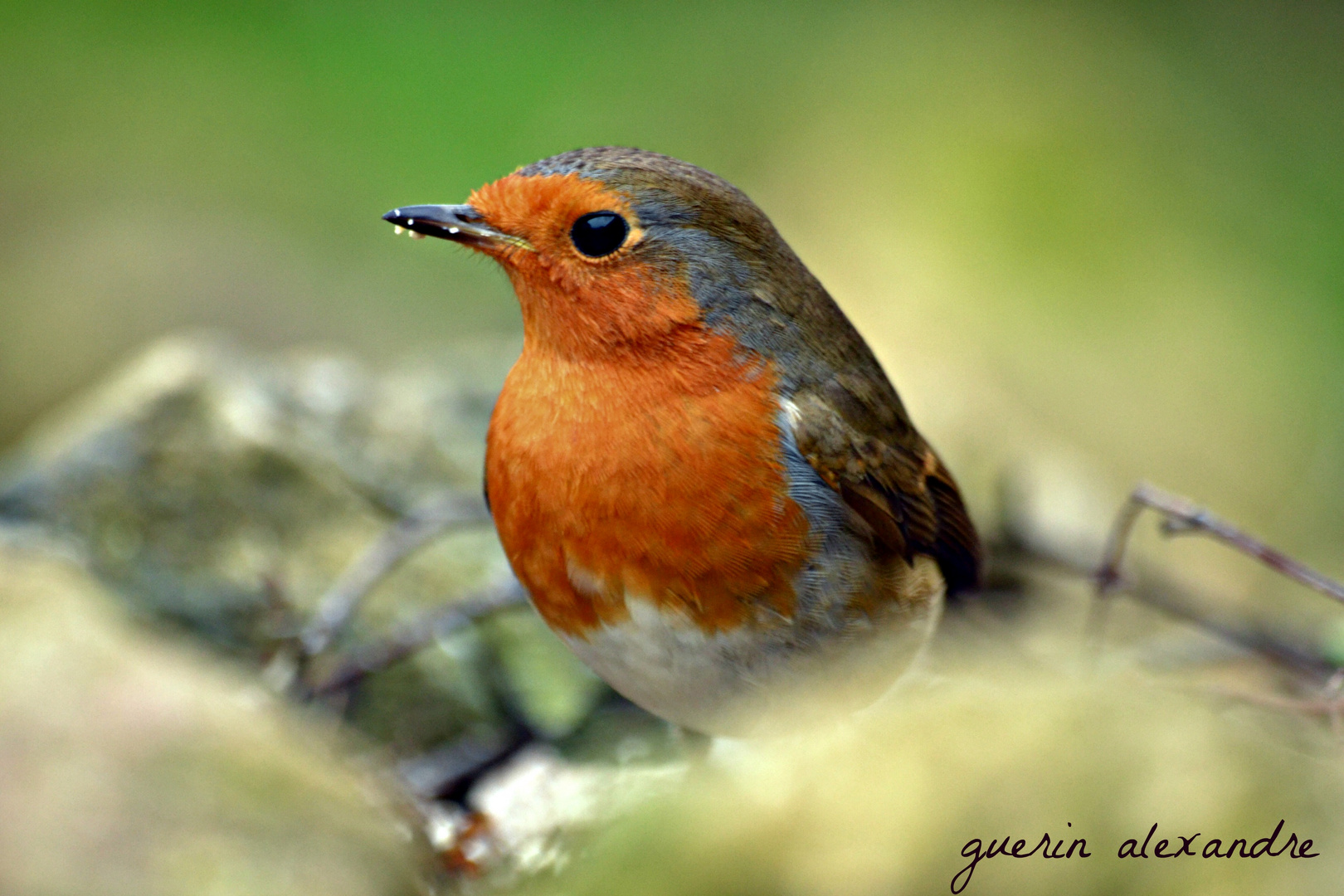 rouges gorges