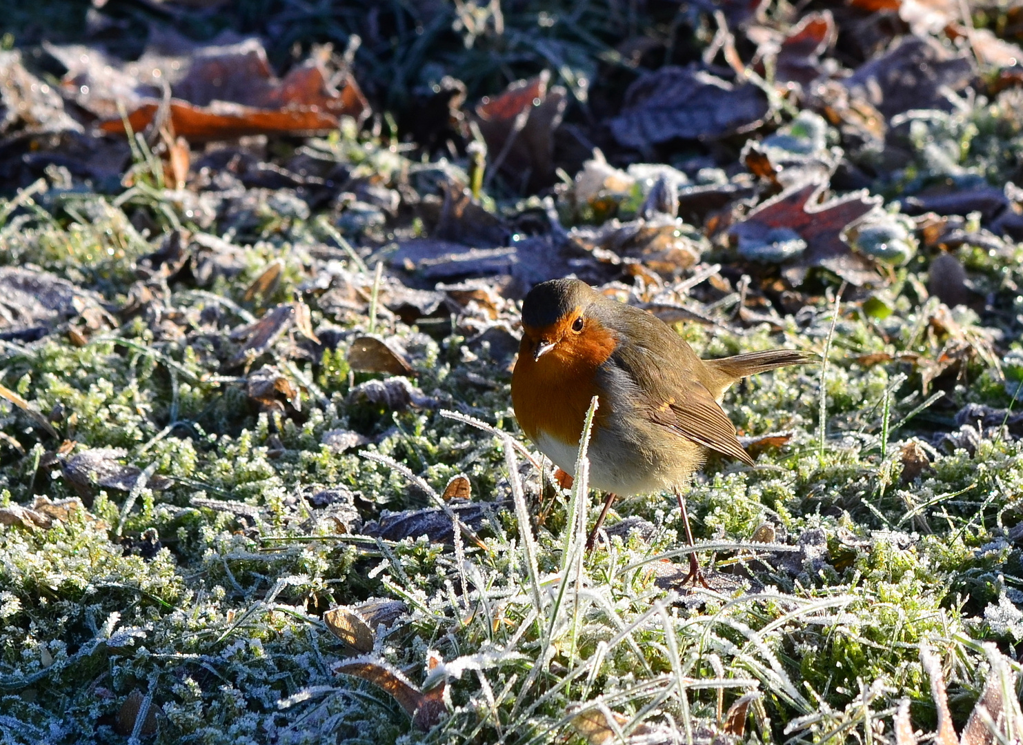 #...Rouges Gorges/ Rotkehlchen