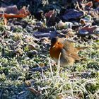 #...Rouges Gorges/ Rotkehlchen