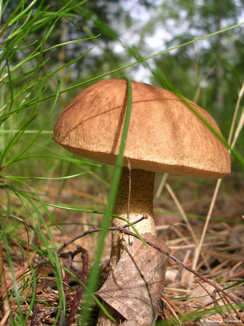 Rough Boletus mushroom