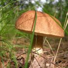 Rough Boletus mushroom