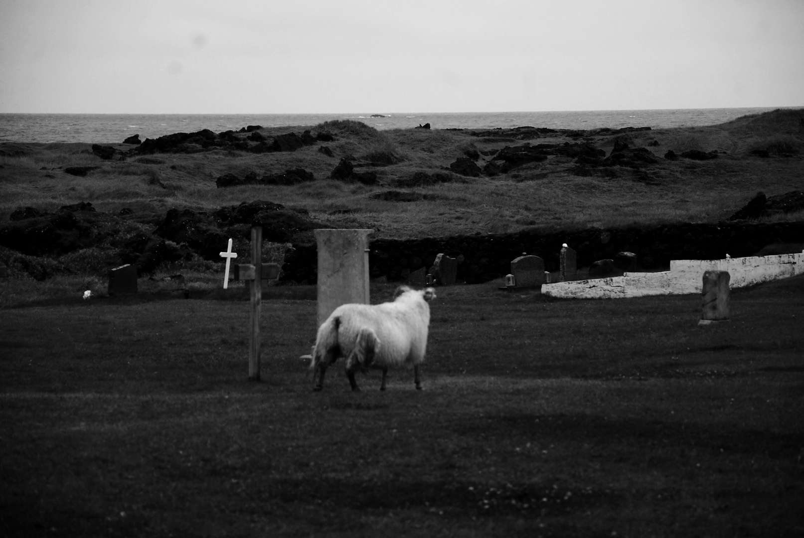 rough iceland - sheep 