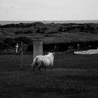 rough iceland - sheep 