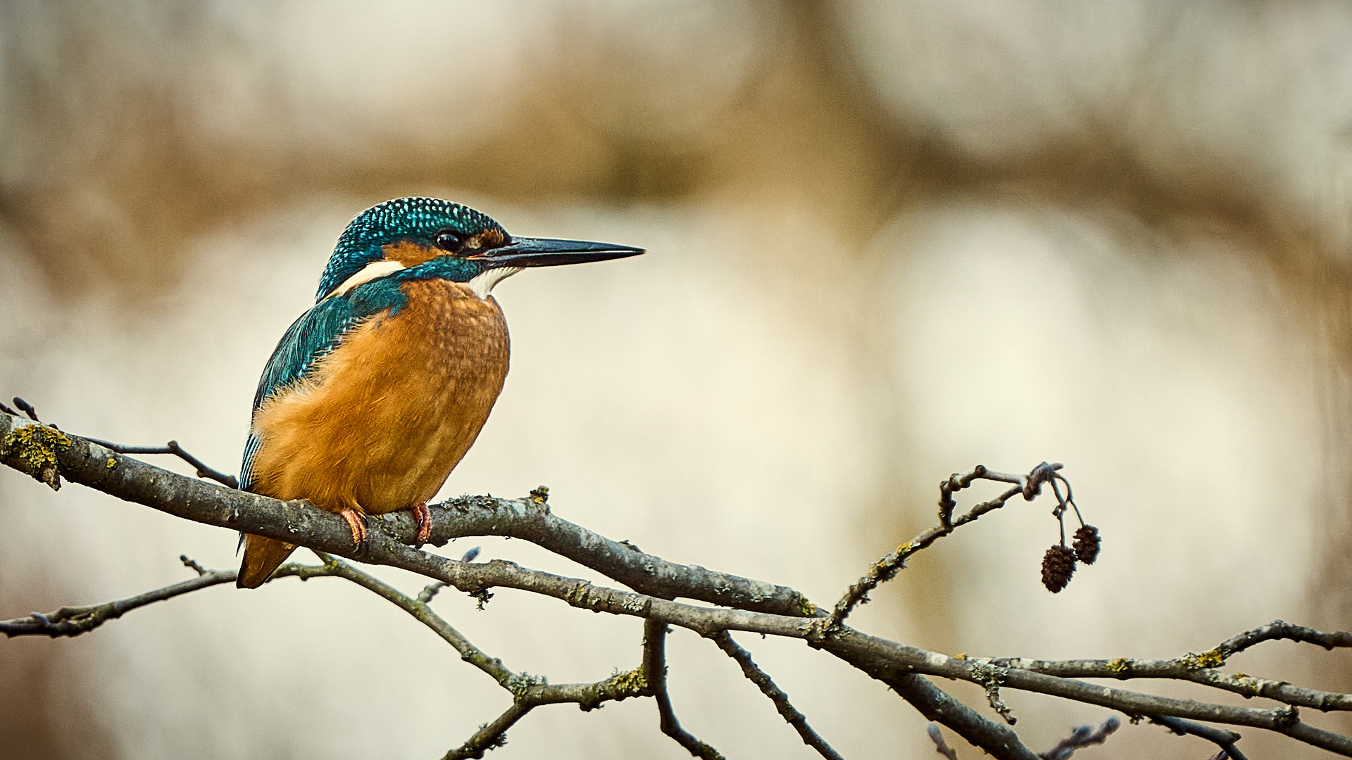 Rough Kingfisher