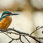 Rough Kingfisher