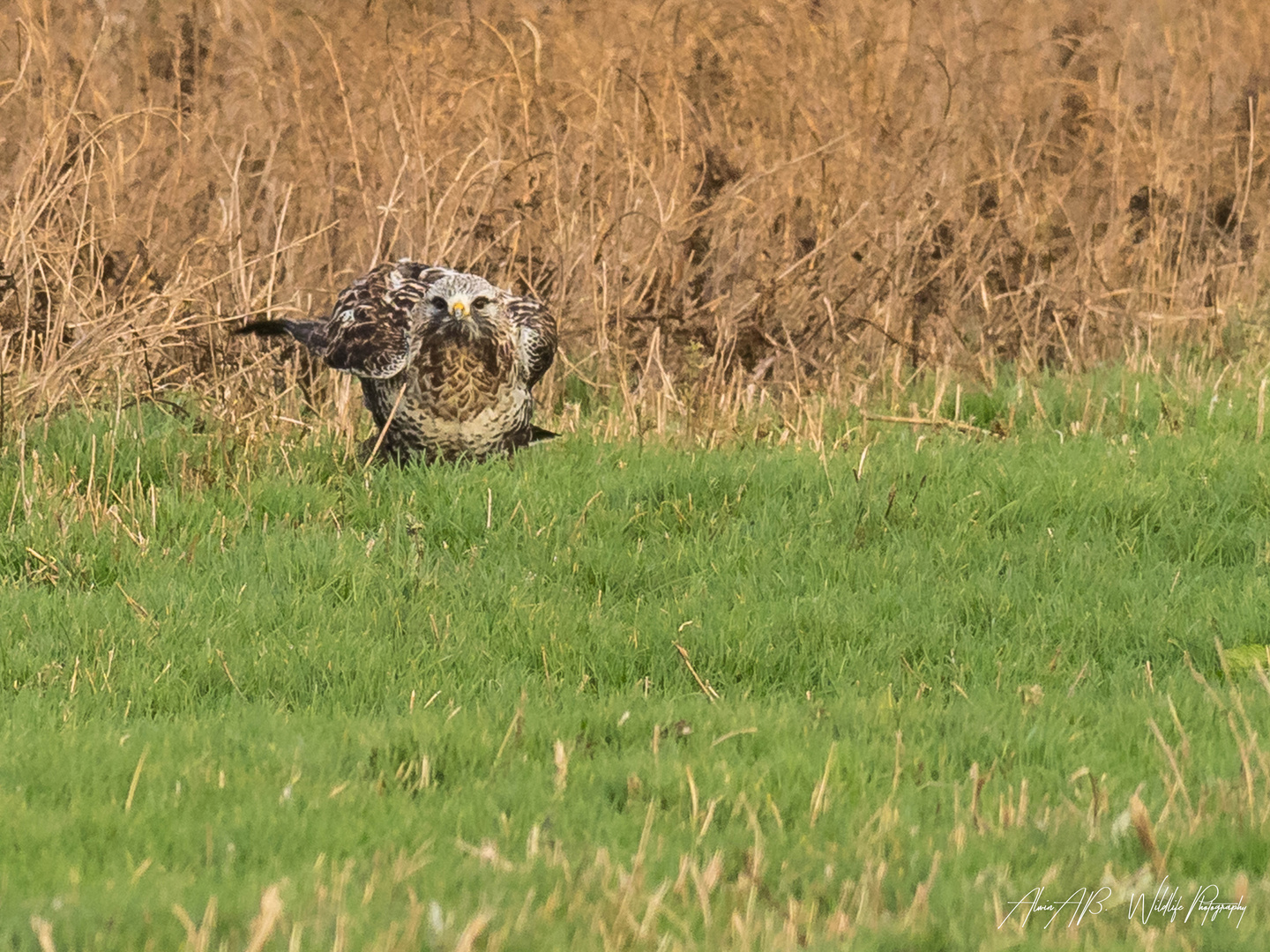 rough legged buzzard