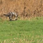 rough legged buzzard