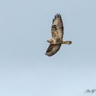 Rough Legged Buzzard