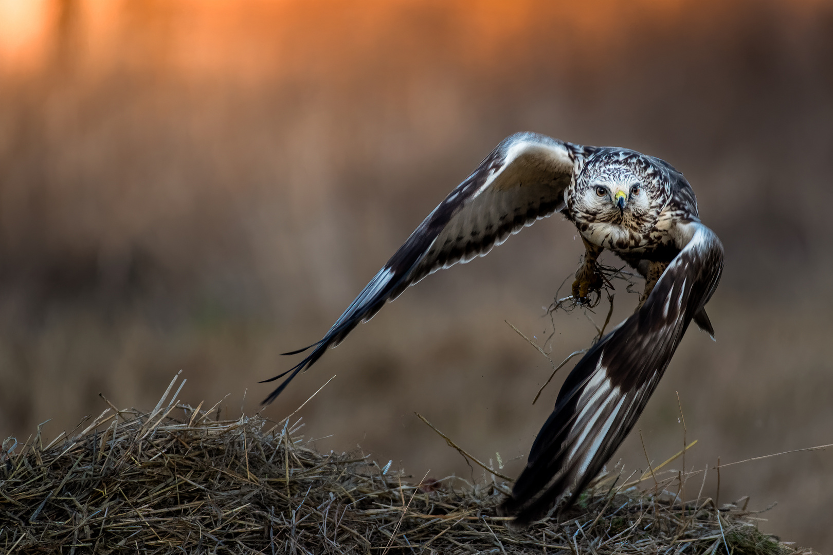 Rough-legged Buzzard