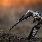 Rough-legged Buzzard