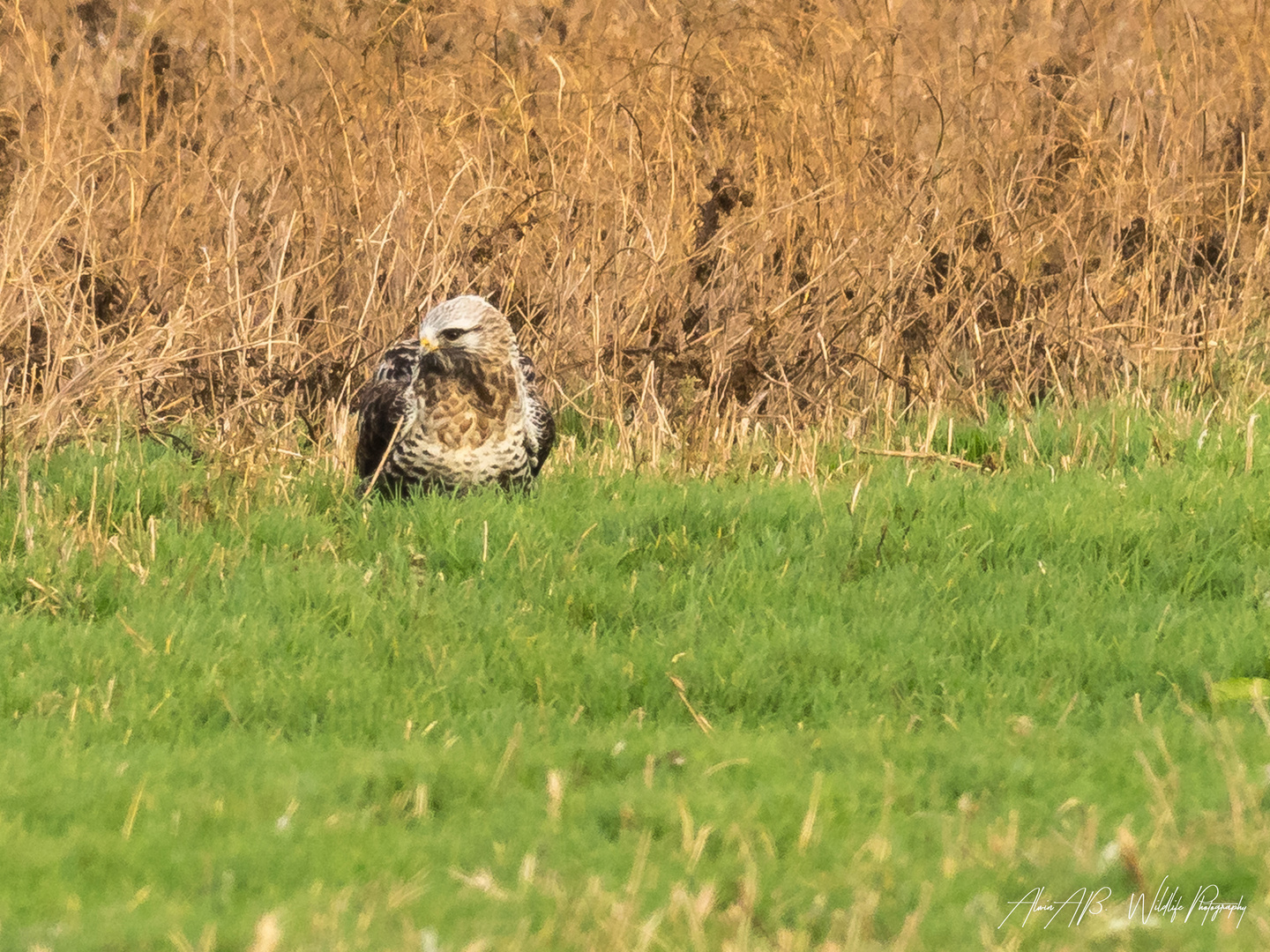 rough legged buzzard / Rauhfußbussard