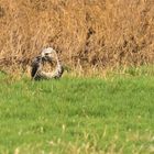 rough legged buzzard / Rauhfußbussard