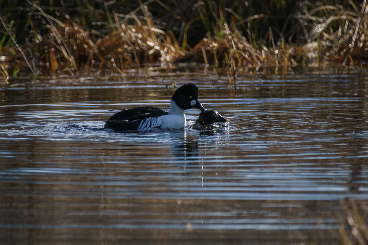 Rough mating 2