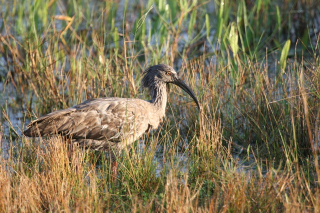 Rough-necked Ibis