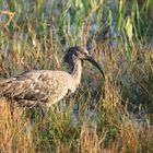 Rough-necked Ibis